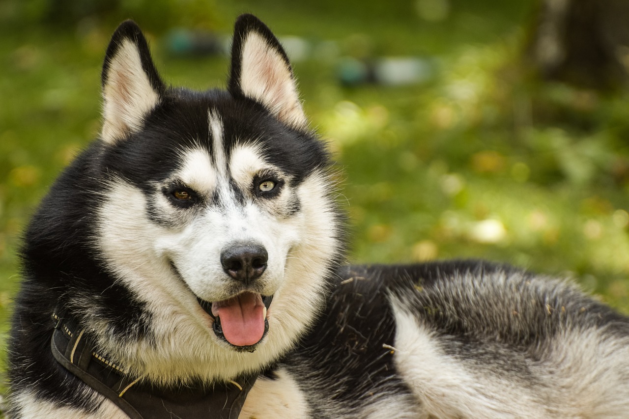 The Characteristics of the Alaskan Husky